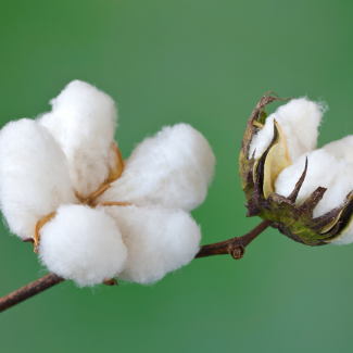 Cotton