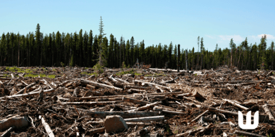 Deforested forest landscape with logged trees, illustrating deforestation risks and the need for compliance with the EU Deforestation Regulation (EUDR).