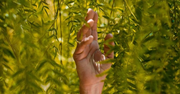 hand touching leaves in nature