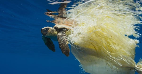 blue planet turtle plastic