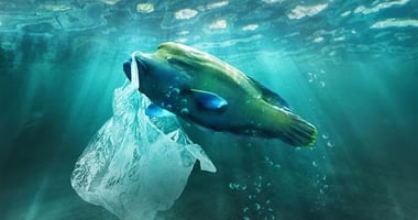 Fish carrying a plastic bag