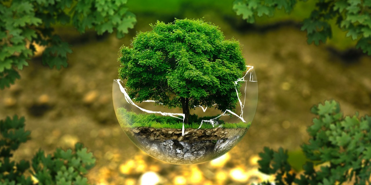 Small tree growing inside a glass ball