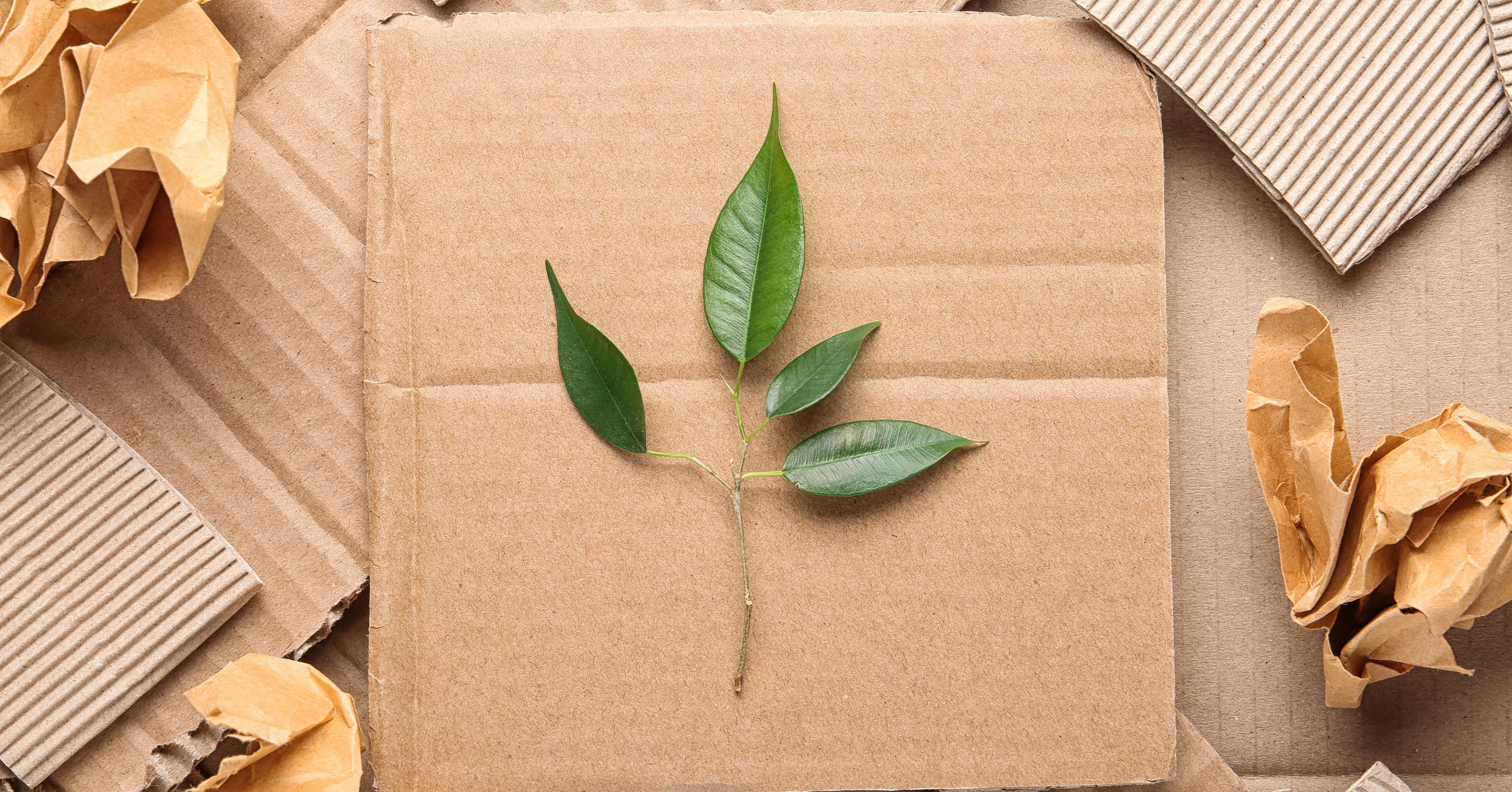 Leaf on pieces of cardboard