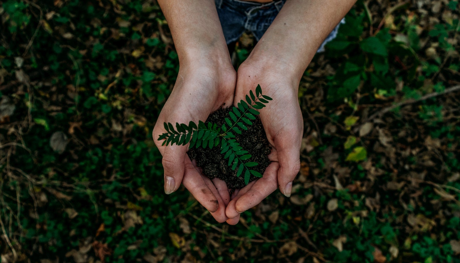 Two hands holding soil with a small plant