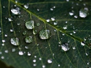 Water droplets on a leaf