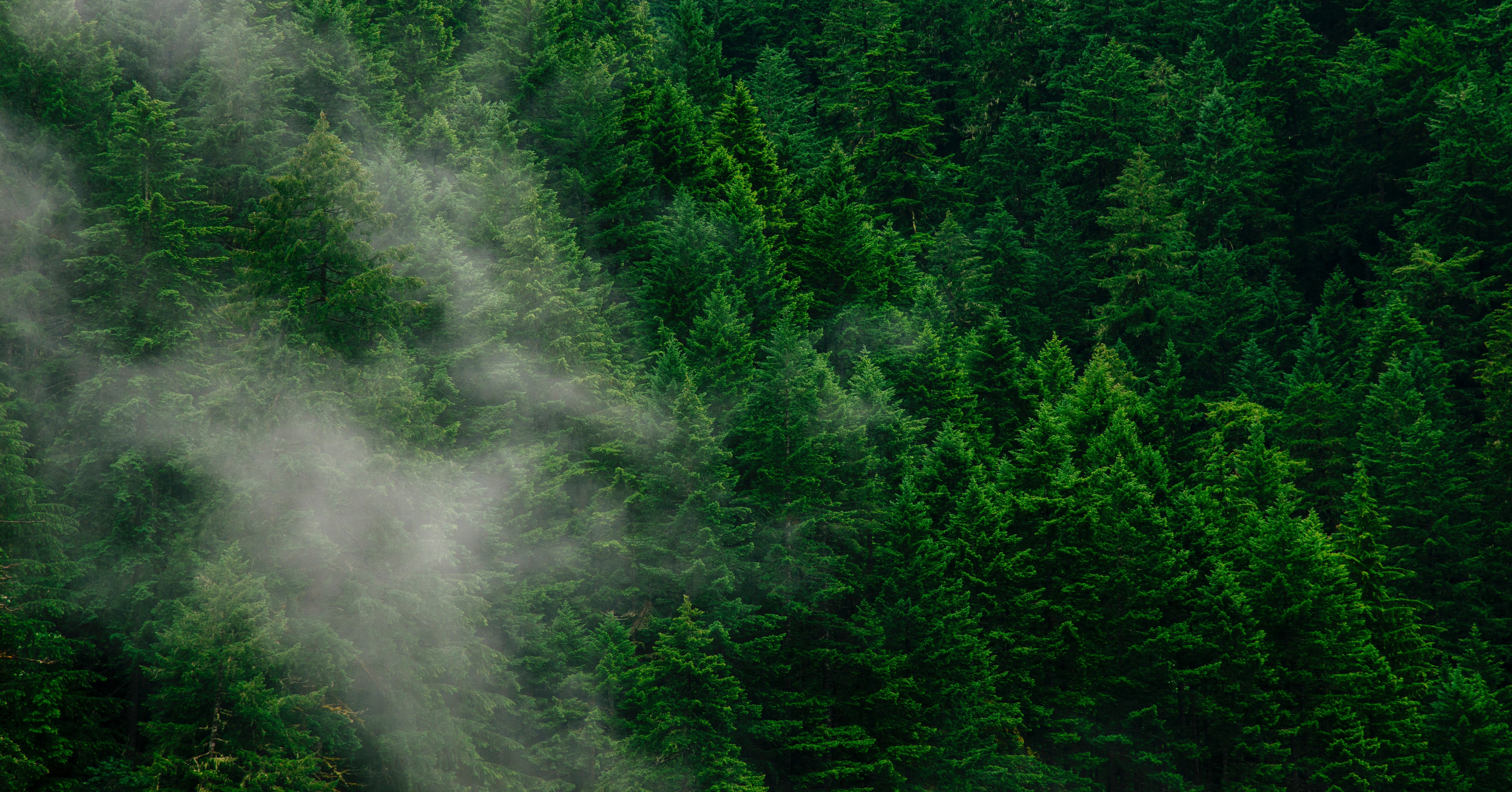 Green forest with mist