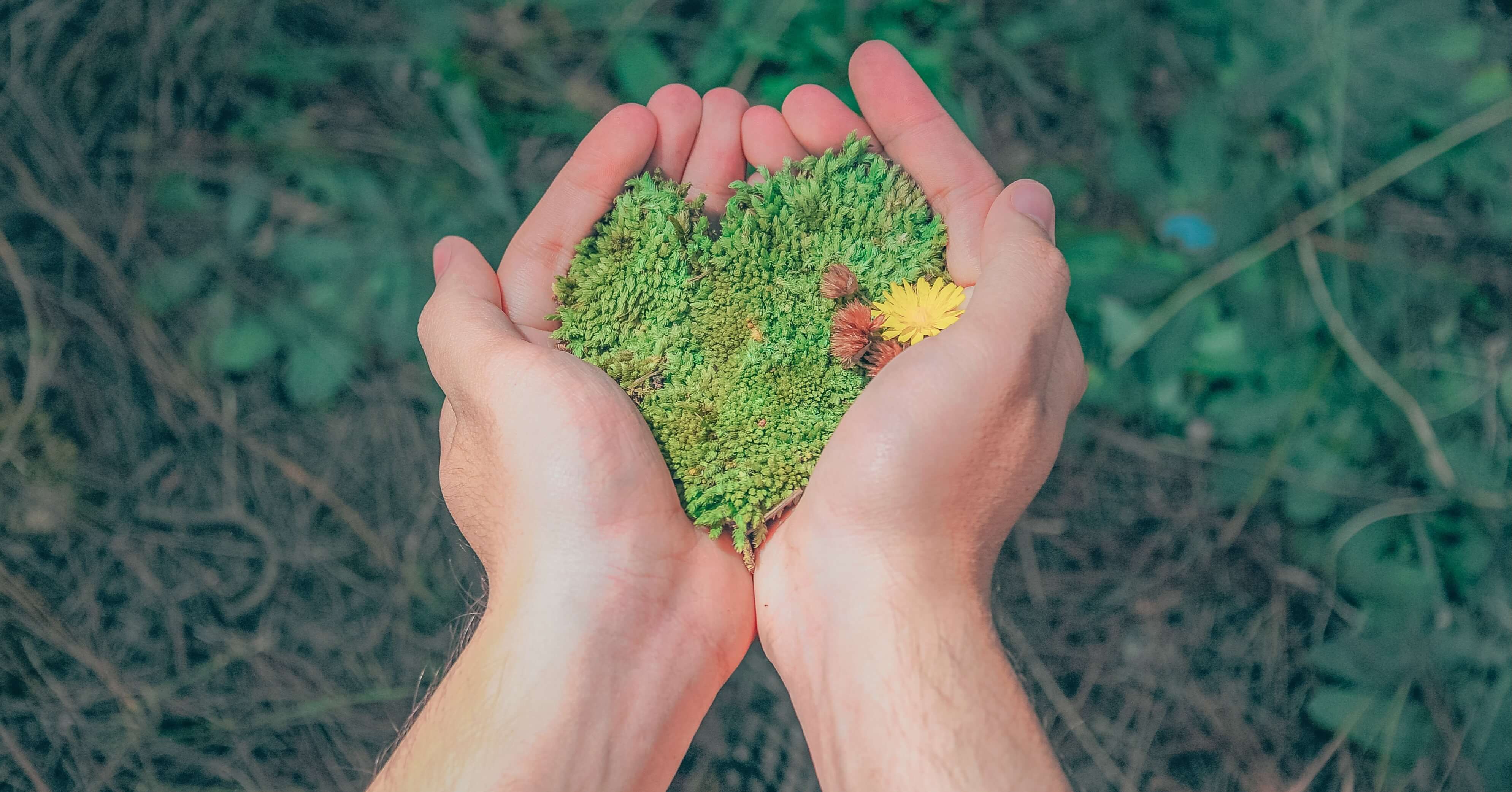 Two hands holding flowers and leaves